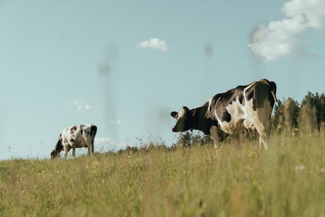 The Movie Food, Inc. and Why You Should ONLY Eat Organic, Local, Free-Range Grass-Fed Meat