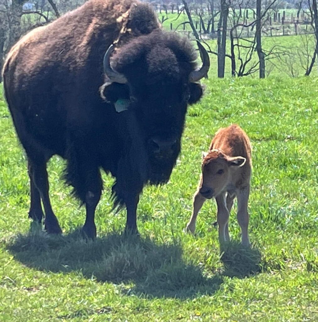 bison and baby readington river buffalo farm