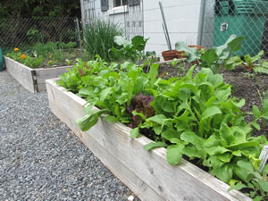 Raised Bed Gardens are Better, Here’s Why