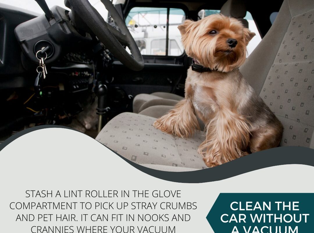 cleaning dog hair from your car seats