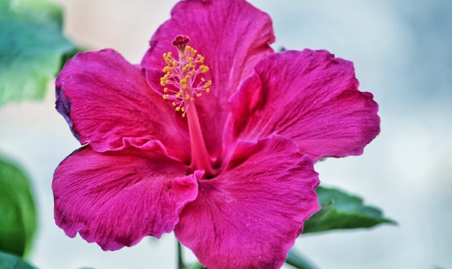 Benefits of Hibiscus | Herbal Teas from Hilltop Herbals