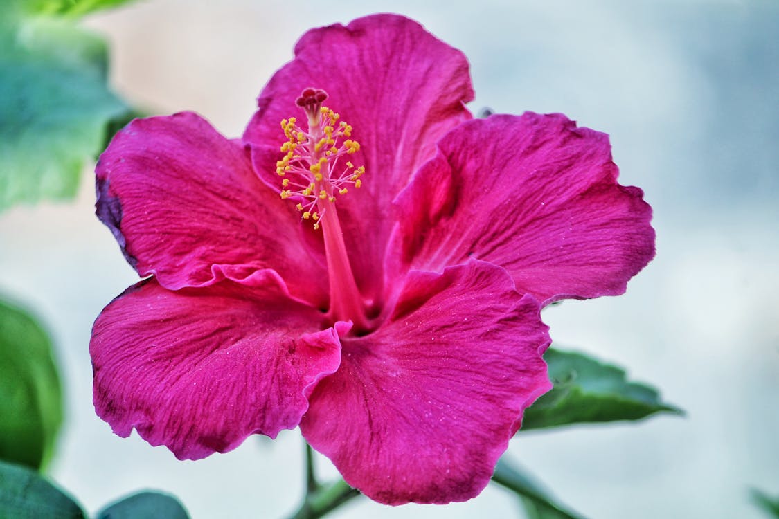 hibiscus flower