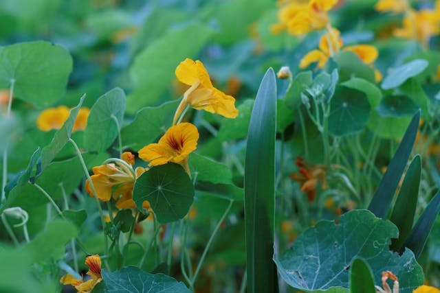 Nasturtium Health Benefits