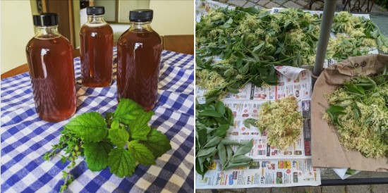 Summer Herbal Classes in Bloomsbury NJ