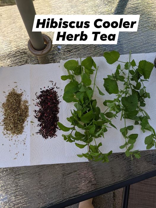 Lemon Balm Tea, Refrigerant Herbs