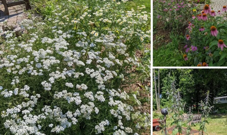 Herb Classes in the Garden, Bloomsbury NJ