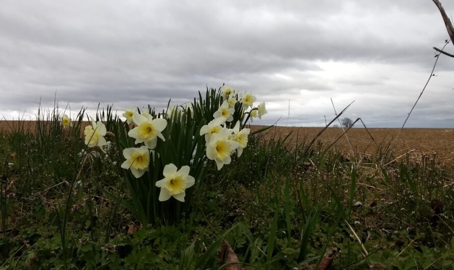 The Daffodil Drive of Warren County