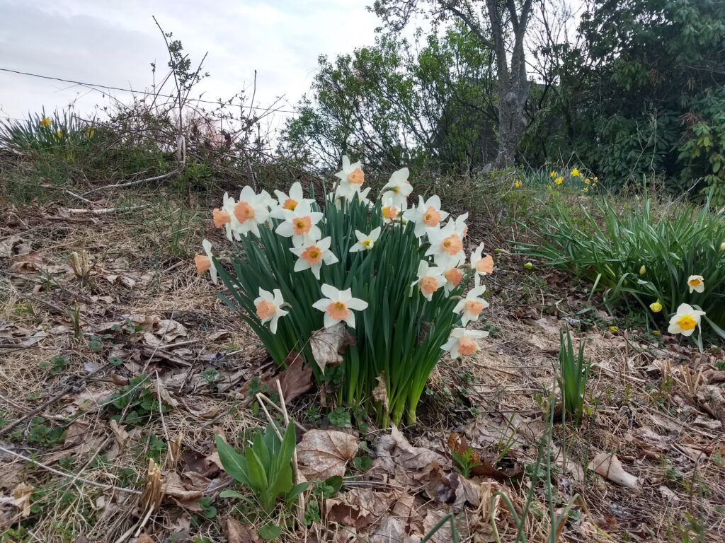 daffodils