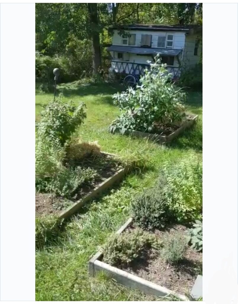 Cheryl Karcher of Hilltop Herbals Harvesting Pic