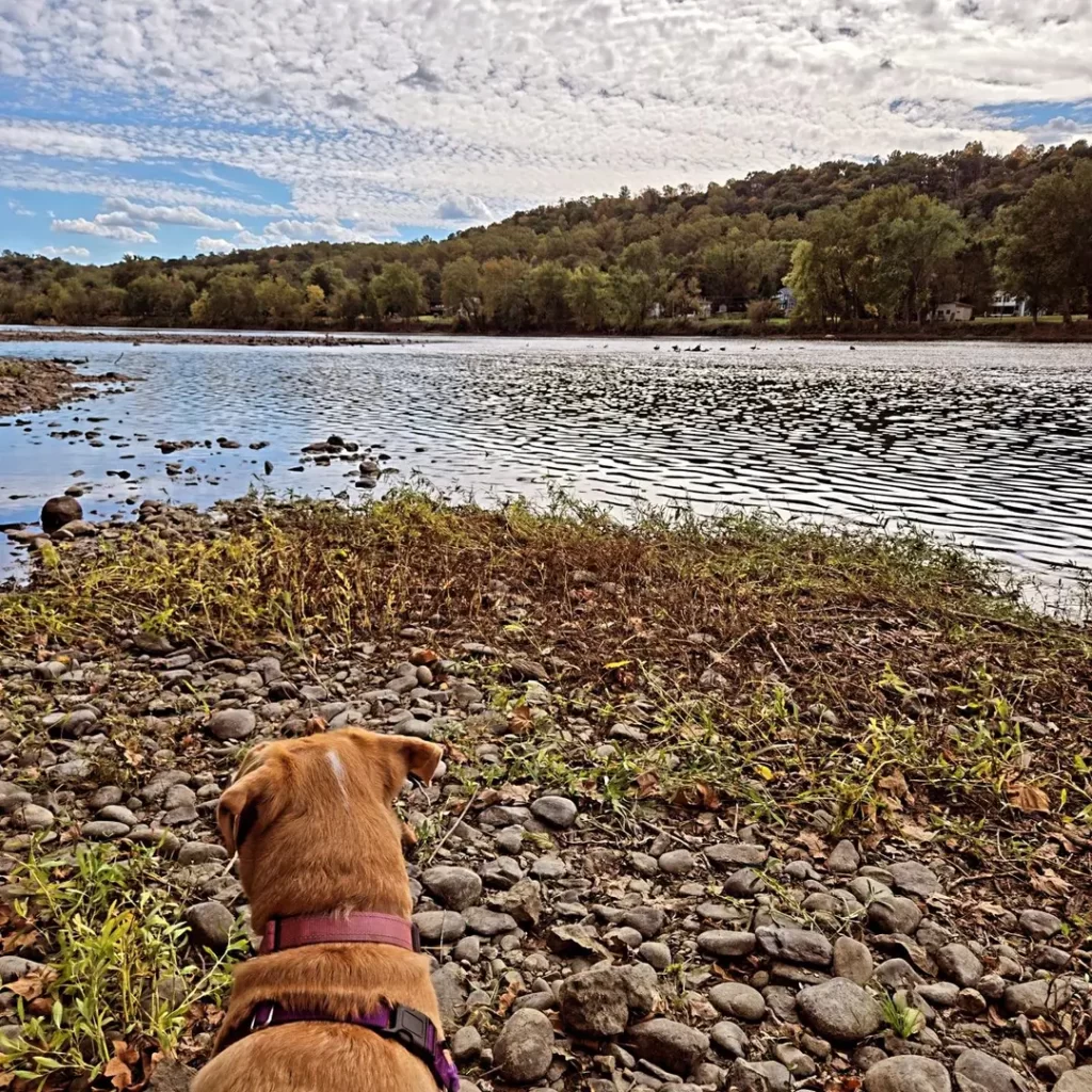 Walking dog by the water